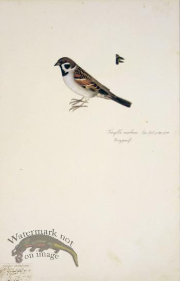 80 Swedish Birds . Fringilla Montana, Eurasian Tree Sparrow
